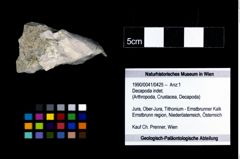 Foto (Objekt + Etikett) von Decapoda indet.  (NHMW-GEO-1990-0041-0425)